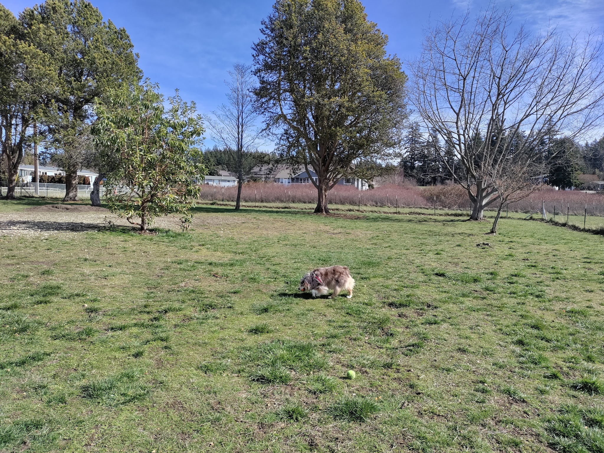 Henry Hollow Dog Park - Camano, WA