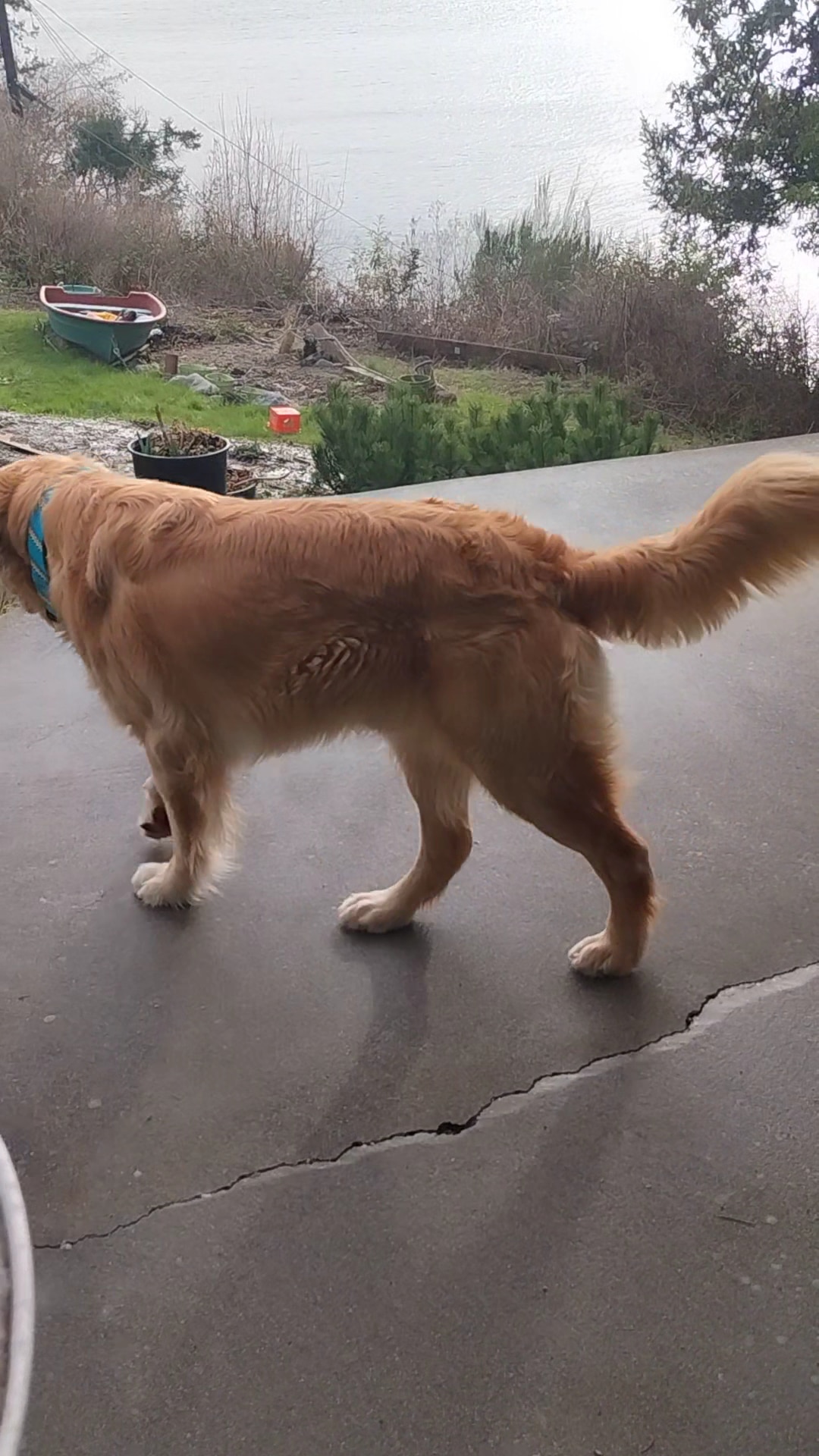 Henry Hollow Dog Park - Camano, WA