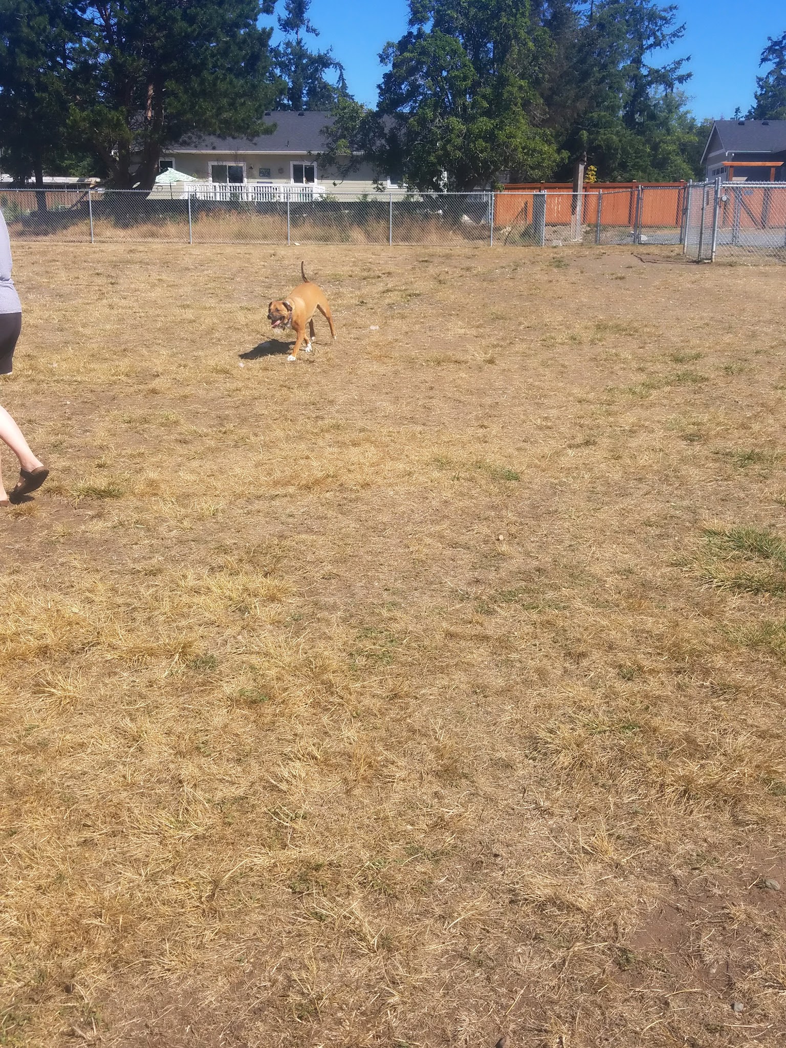 Henry Hollow Dog Park - Camano, WA