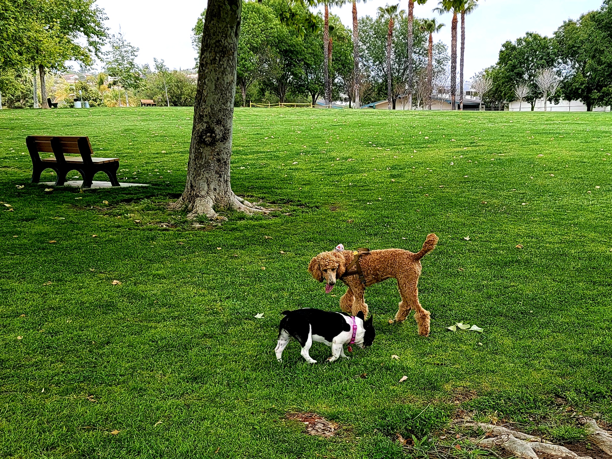 Mission Oaks Dog Park - Camarillo, CA