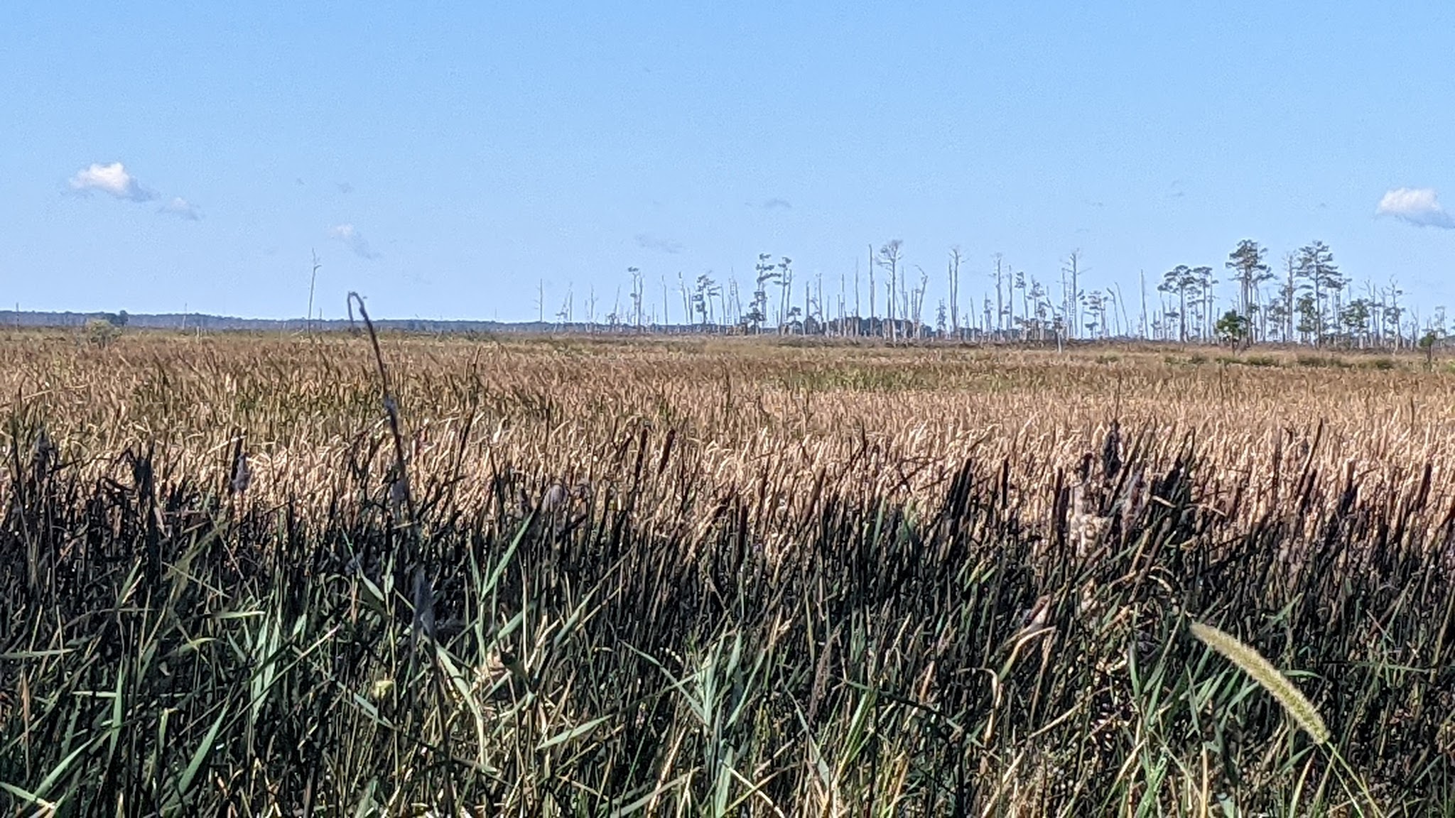 Marsh Edge Trail - Cambridge, MD