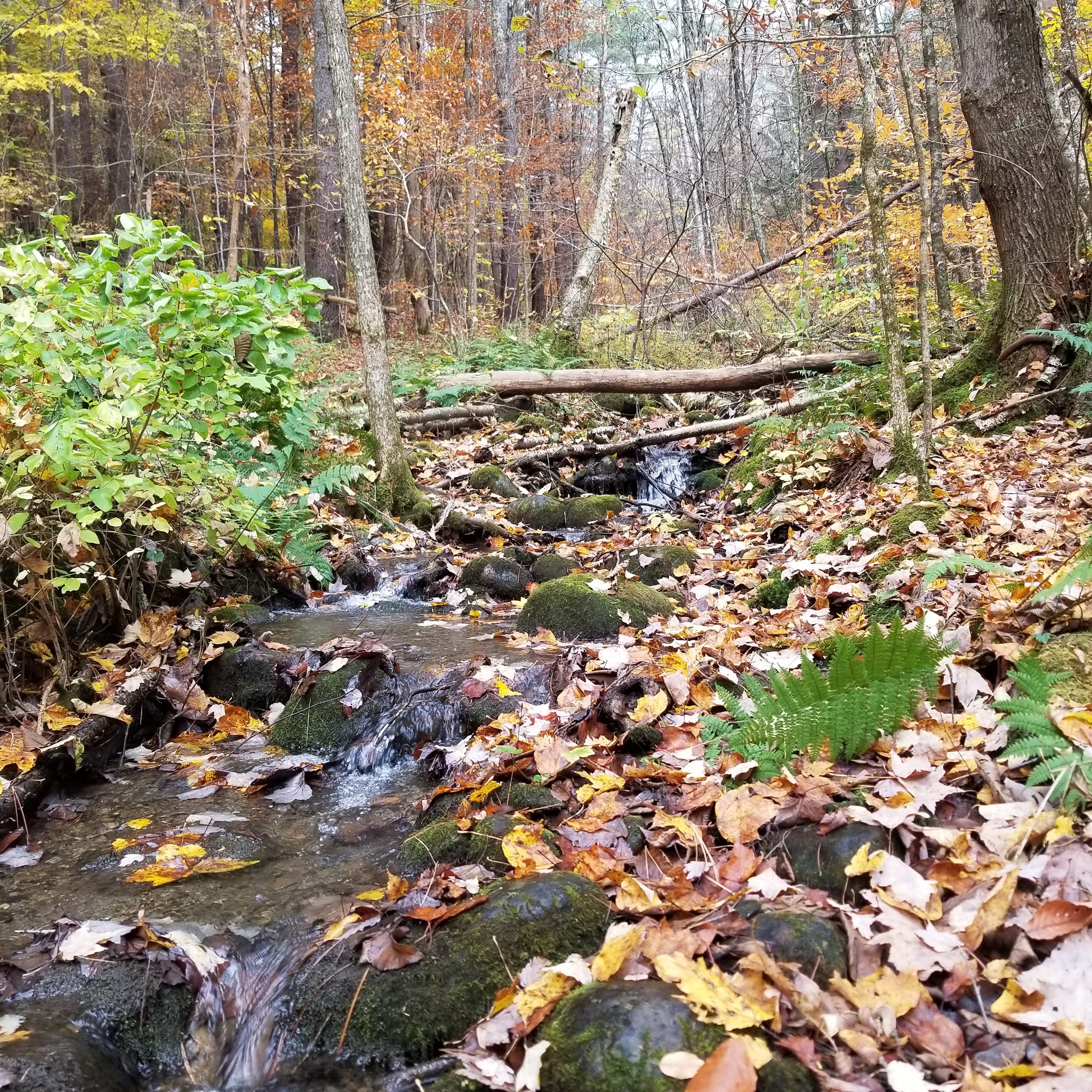 Cambridge Community Forest - Cambridge, NY