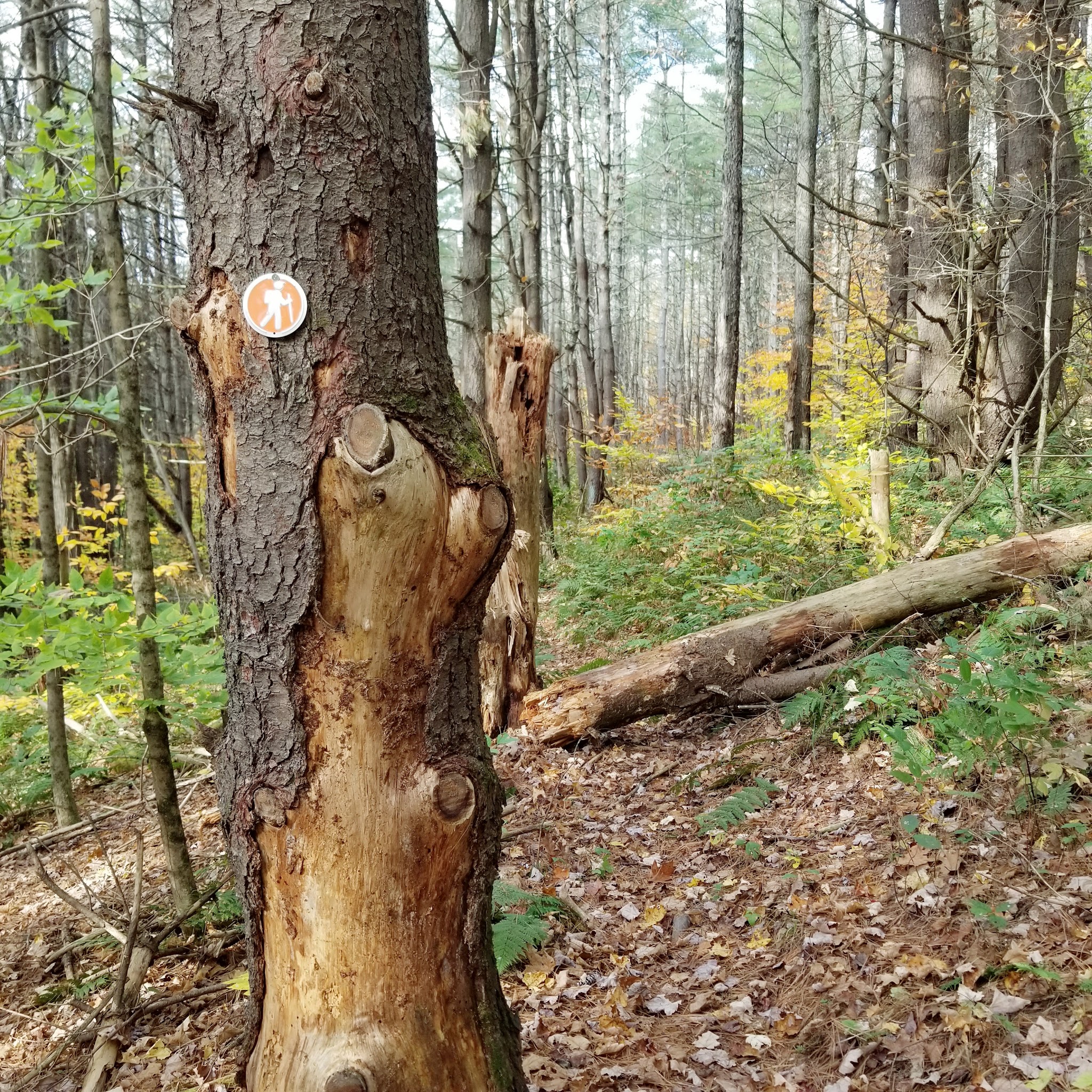 Cambridge Community Forest - Cambridge, NY