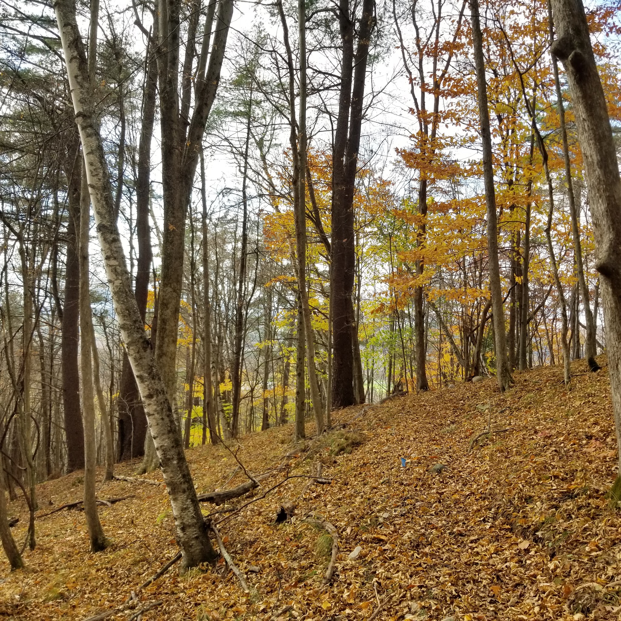 Cambridge Community Forest - Cambridge, NY
