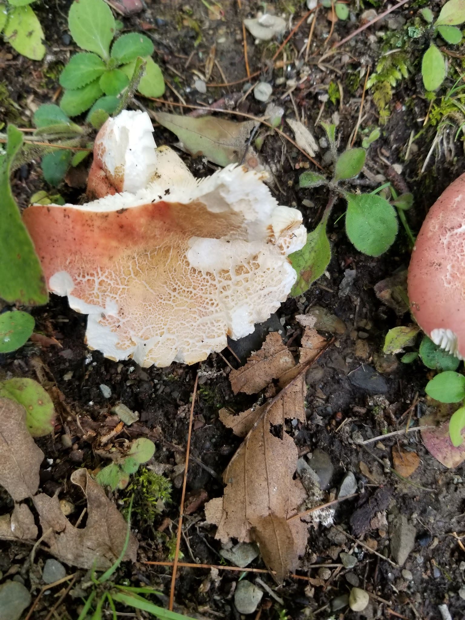 Lake Lauderdale County Park - Cambridge, NY