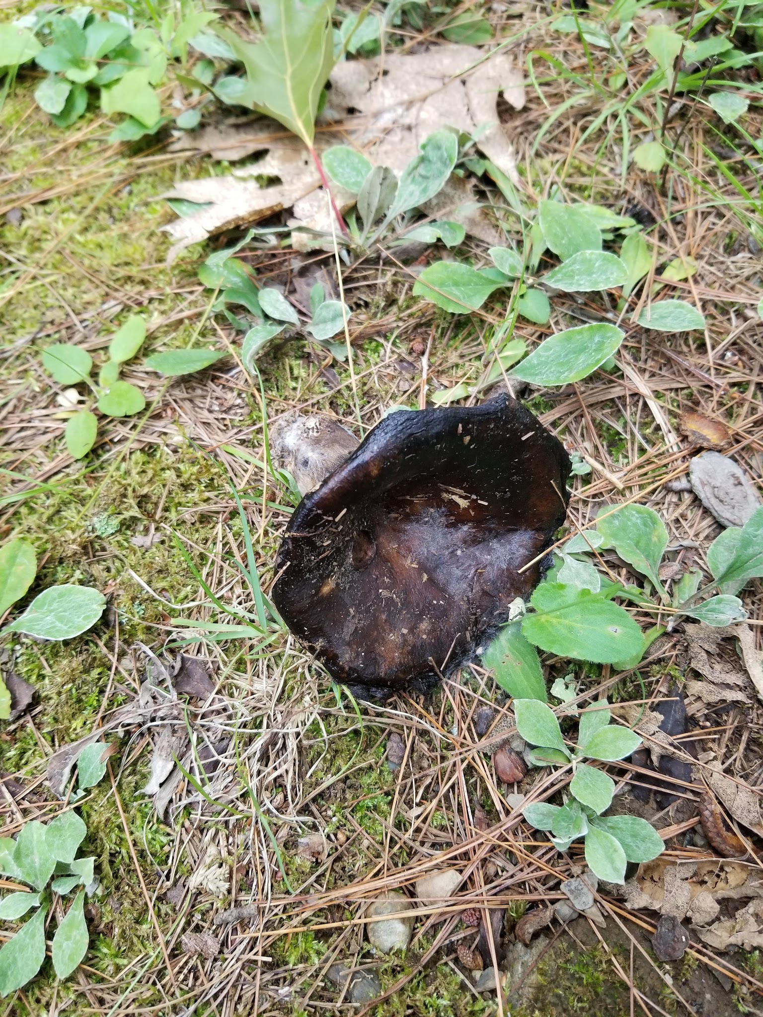 Lake Lauderdale County Park - Cambridge, NY