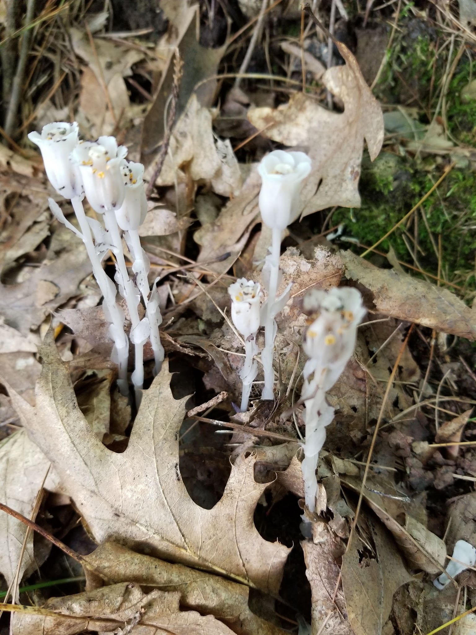 Lake Lauderdale County Park - Cambridge, NY