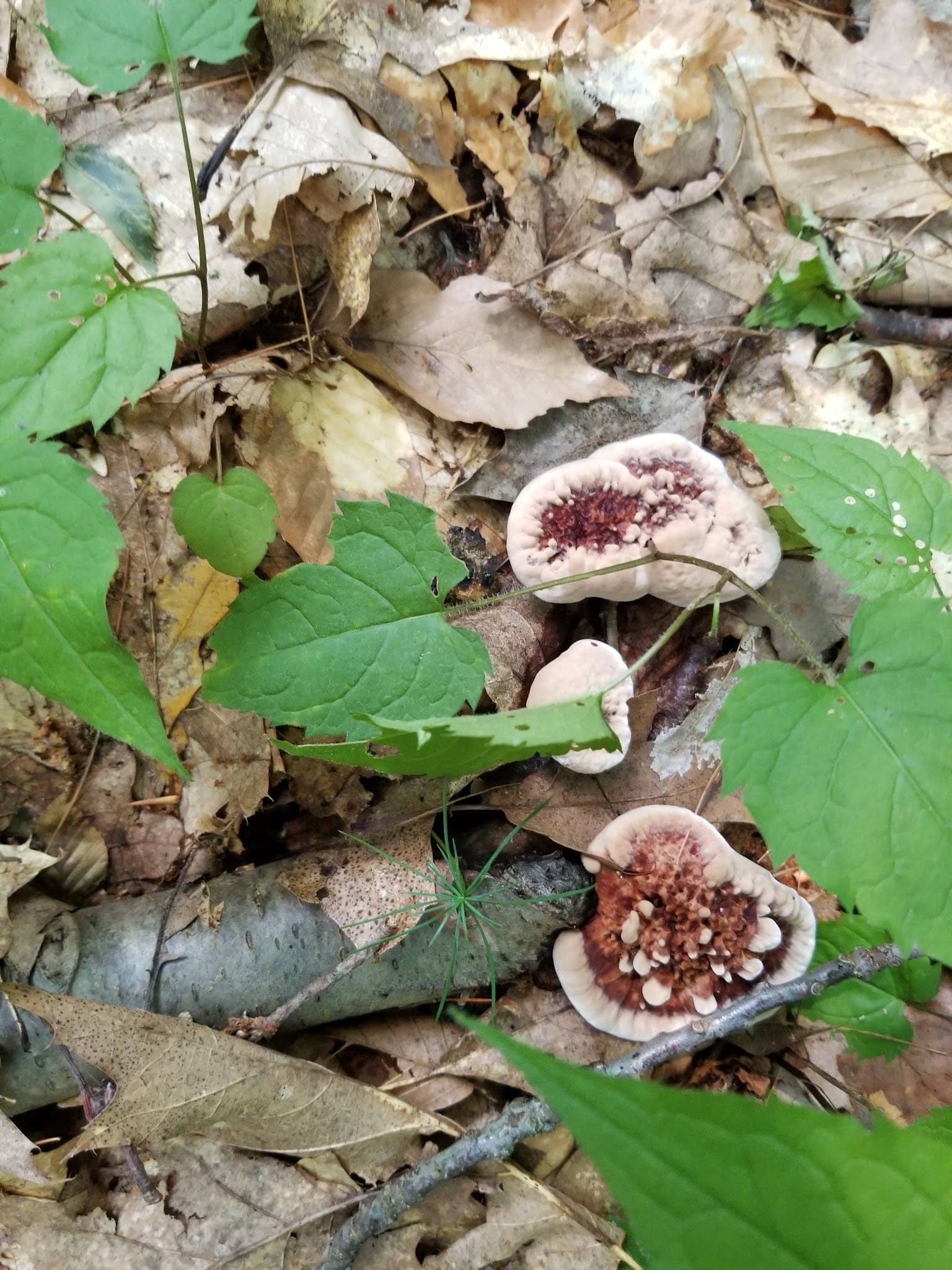 Lake Lauderdale County Park - Cambridge, NY