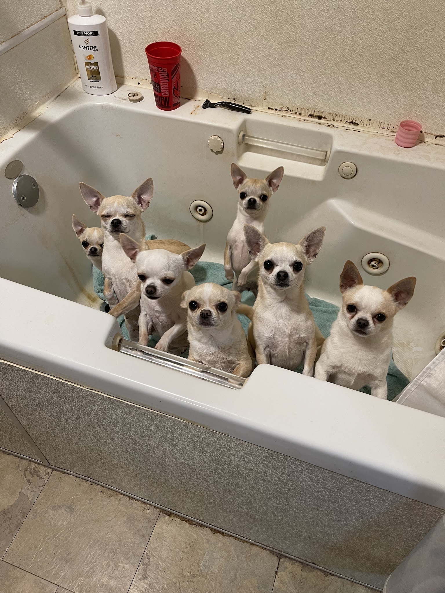 Waggin Tails - Camden, AR