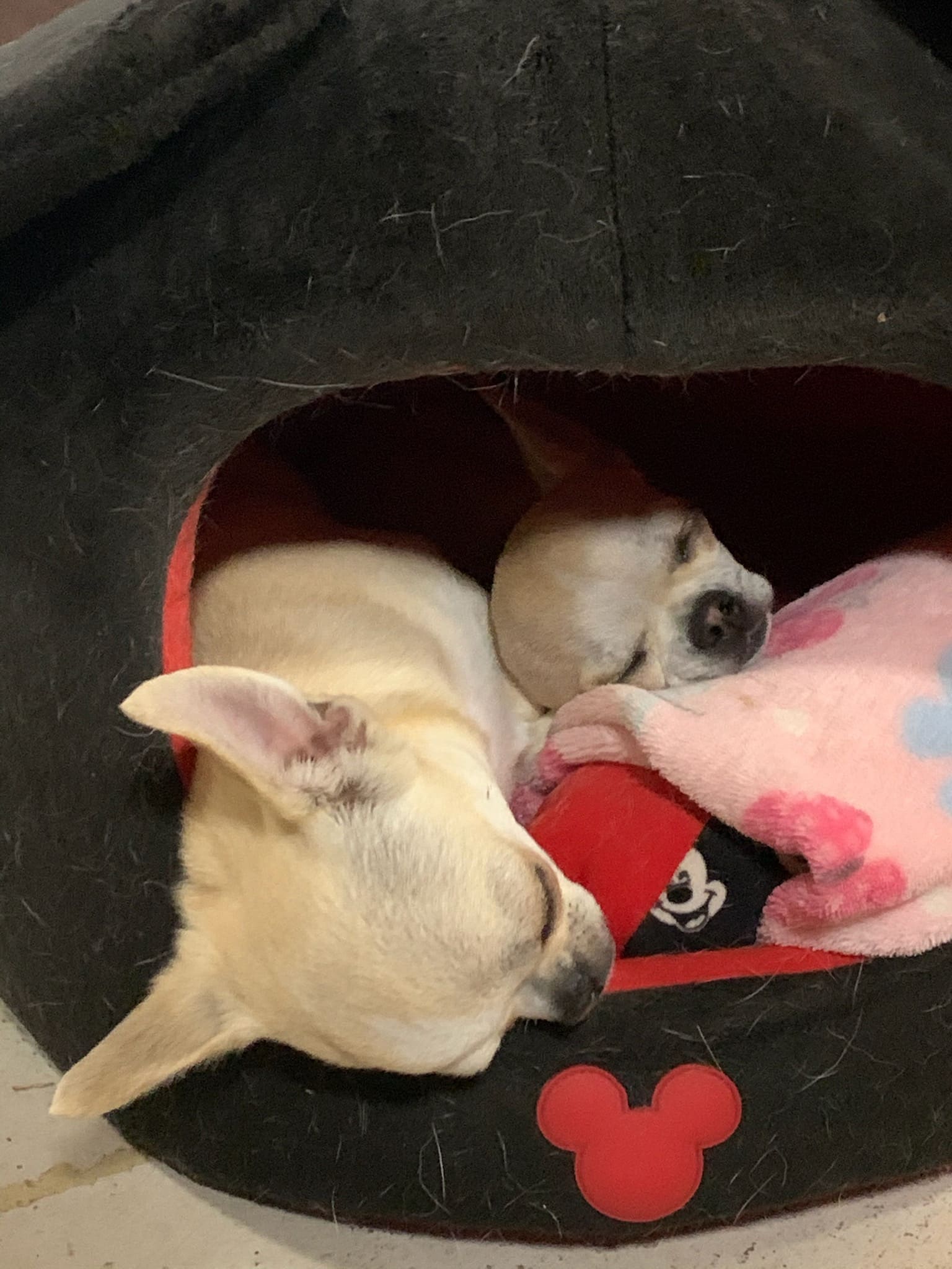 Waggin Tails - Camden, AR