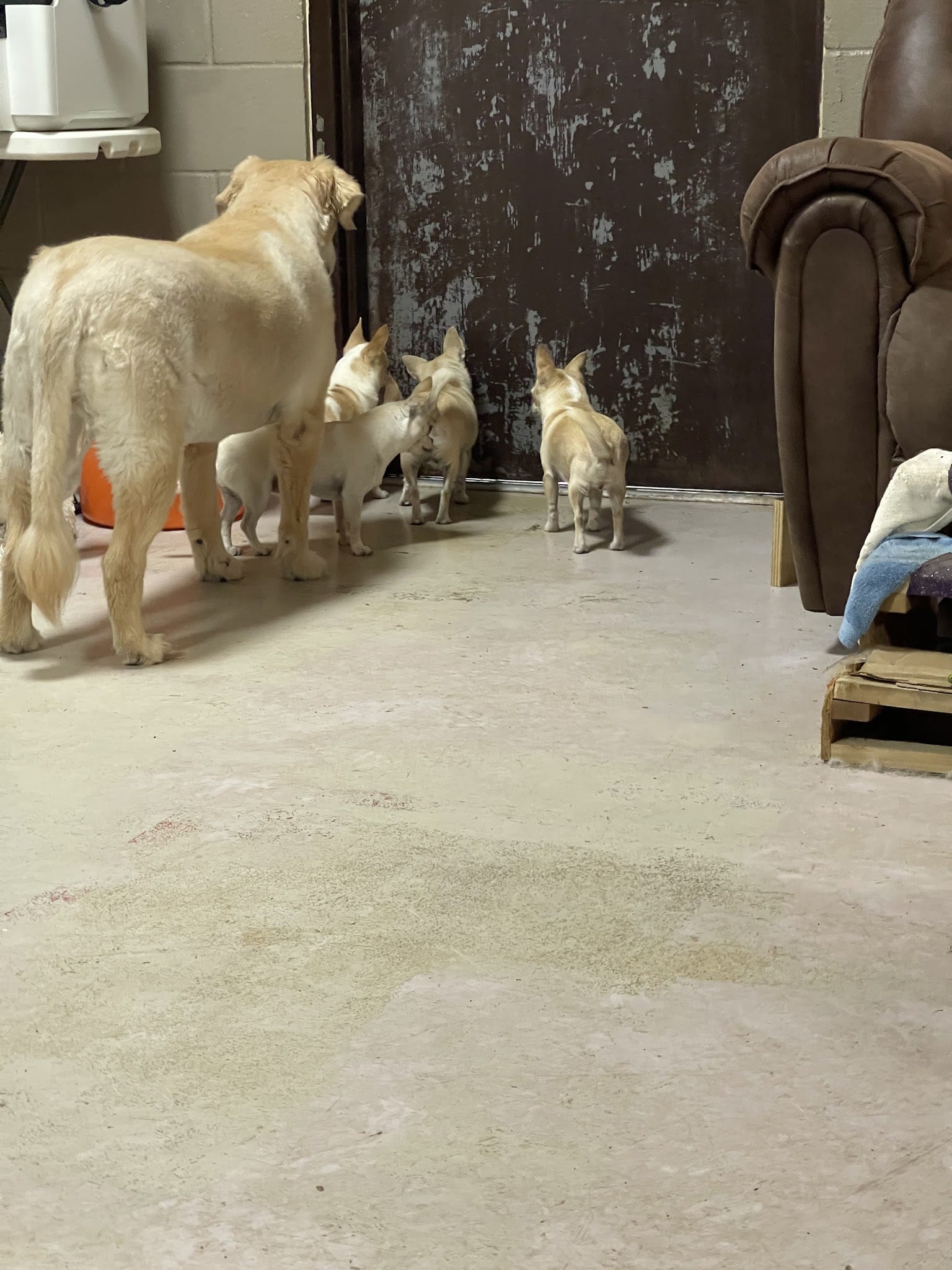 Waggin Tails - Camden, AR