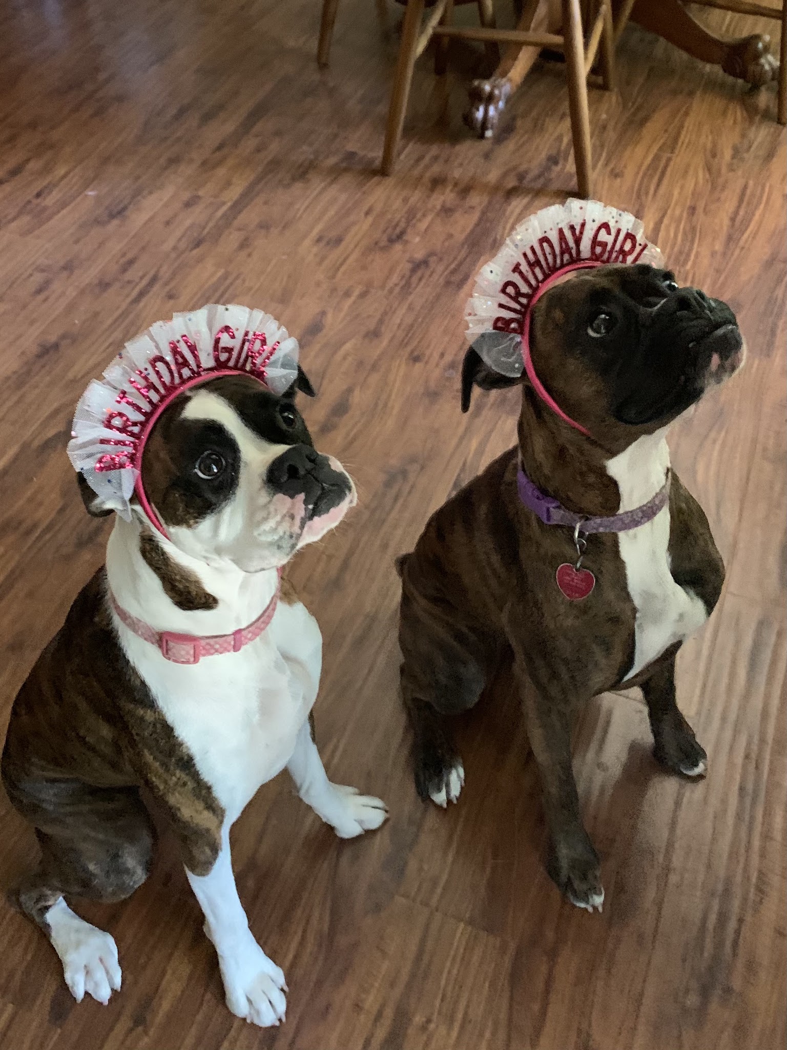 Waggin Tails - Camden, AR