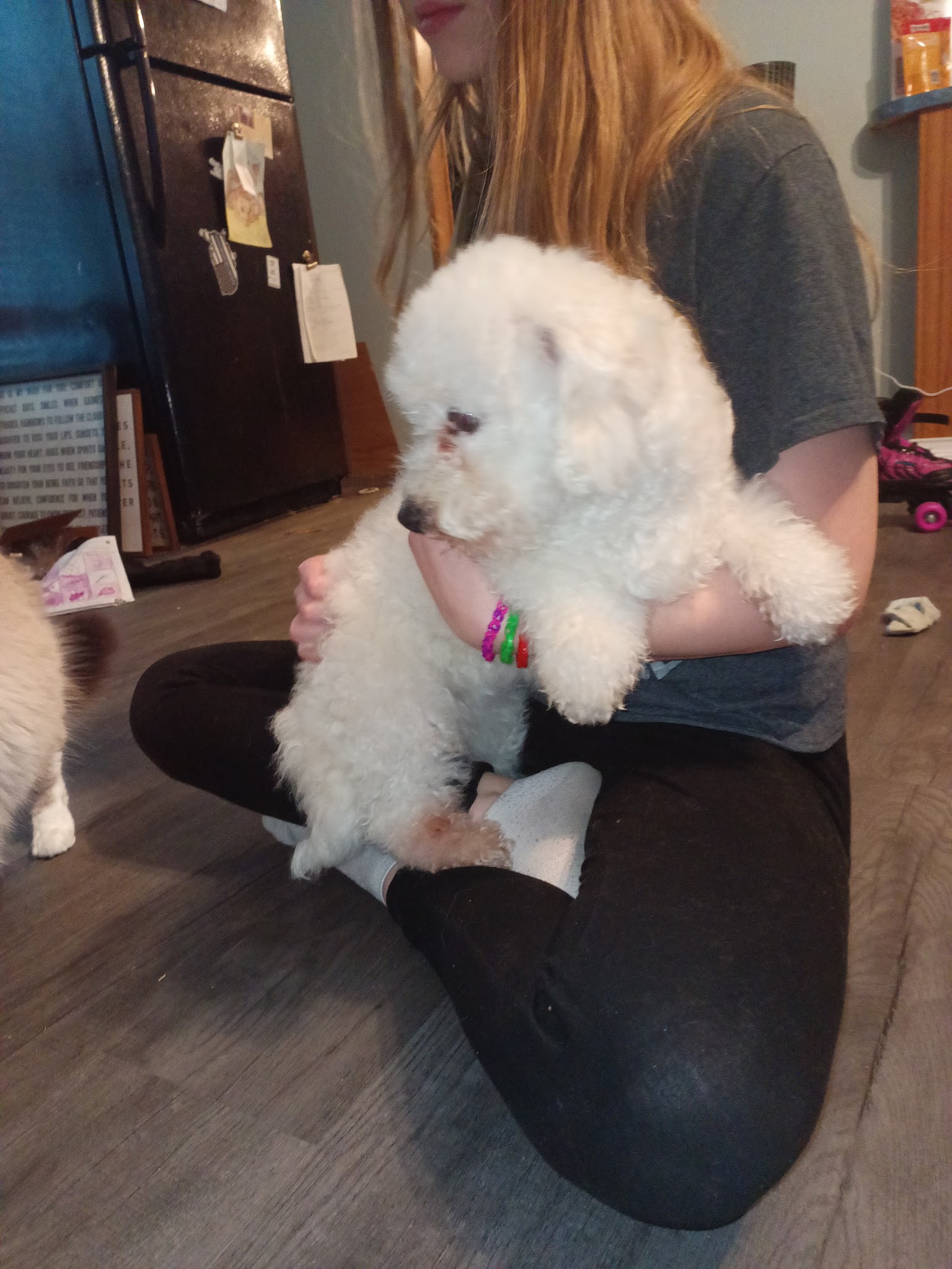 Yarn & Bone Pet Supply Company - Camden, DE