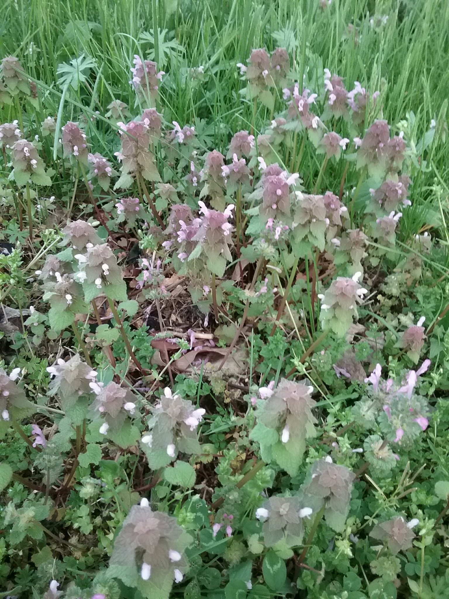 Camden City Park Maintenance - Camden, TN