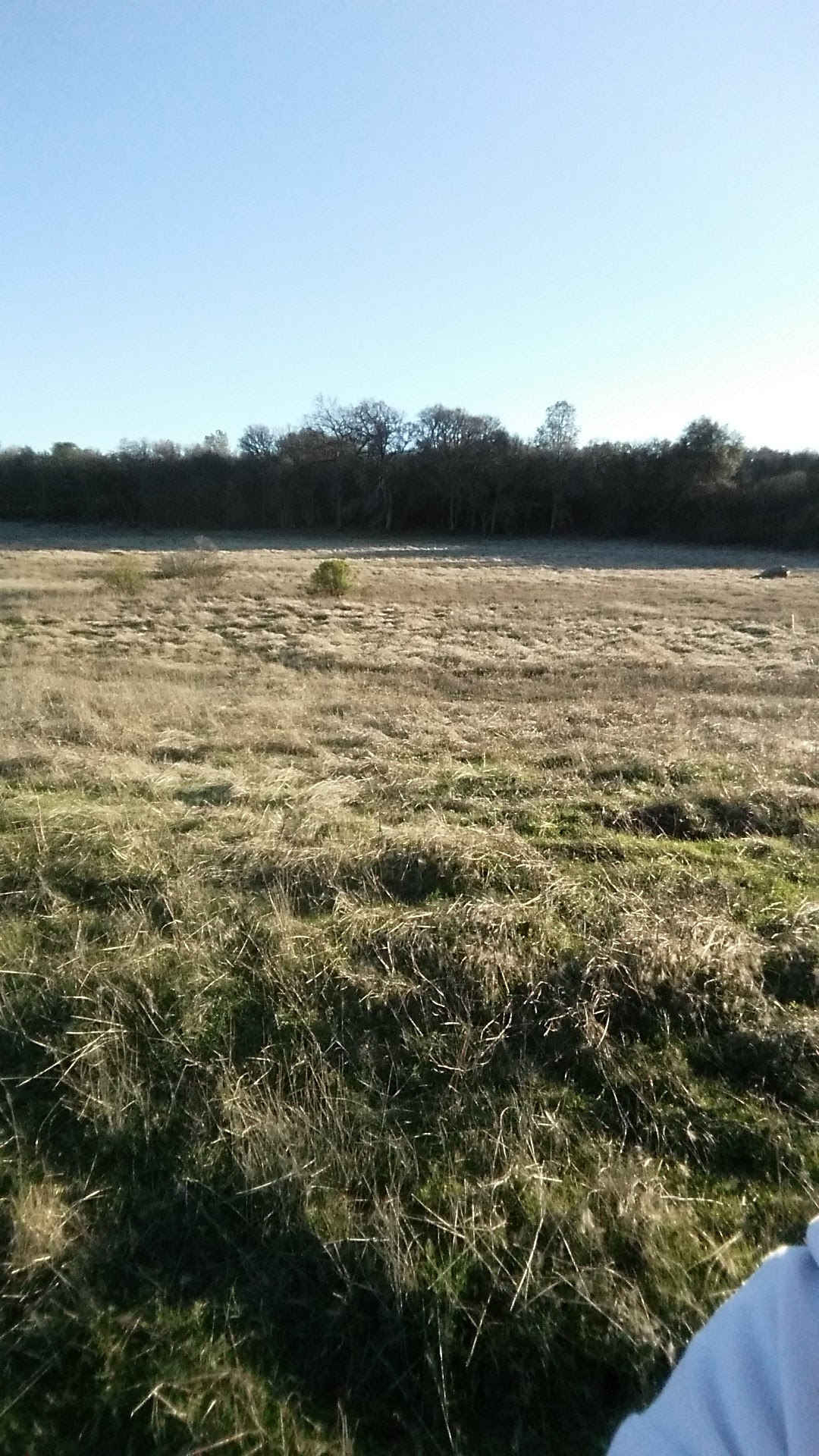 Rasmussen Pond - Cameron Park, CA