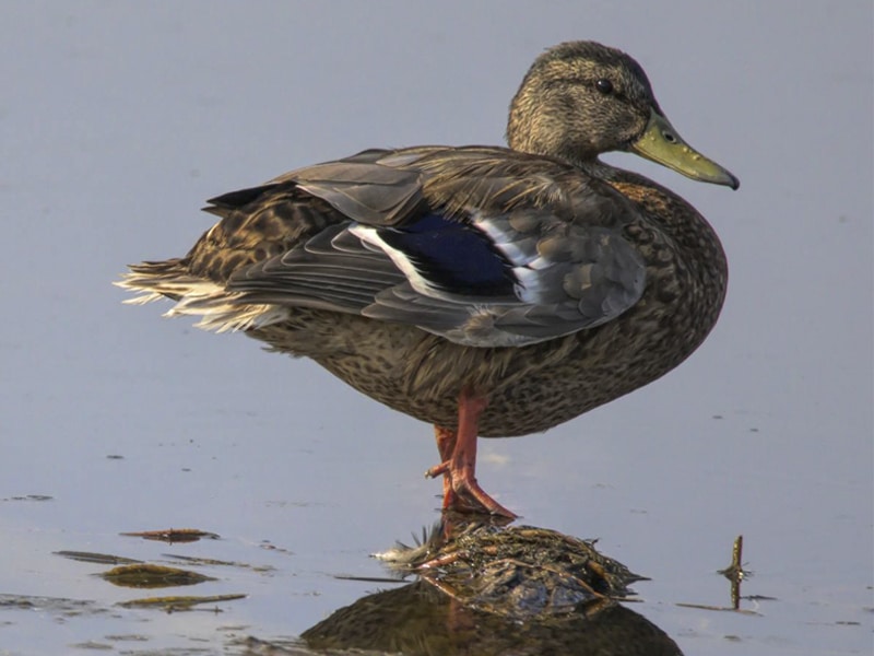 Rasmussen Pond - Cameron Park, CA