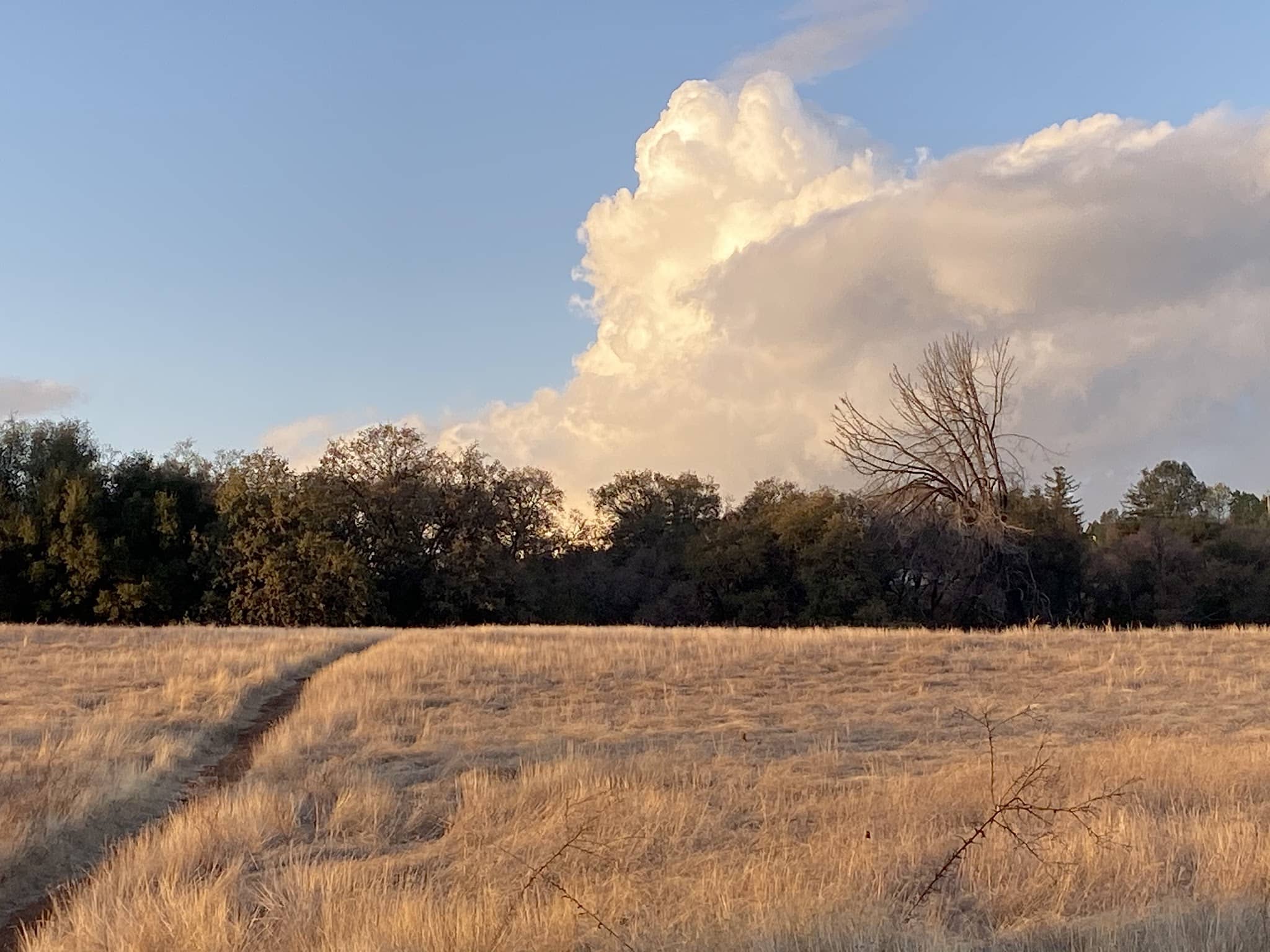 Rasmussen Pond - Cameron Park, CA
