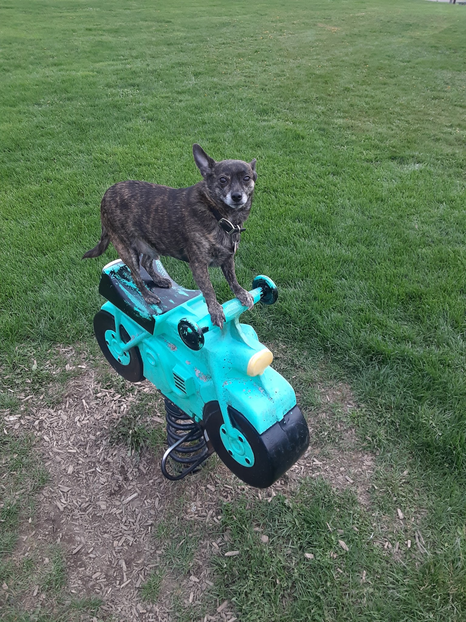 Munro Park - Camillus, NY