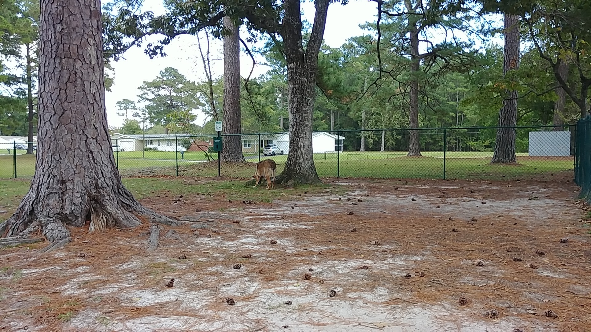 Berkeley Manor Woof Spot - Camp Lejeune, NC