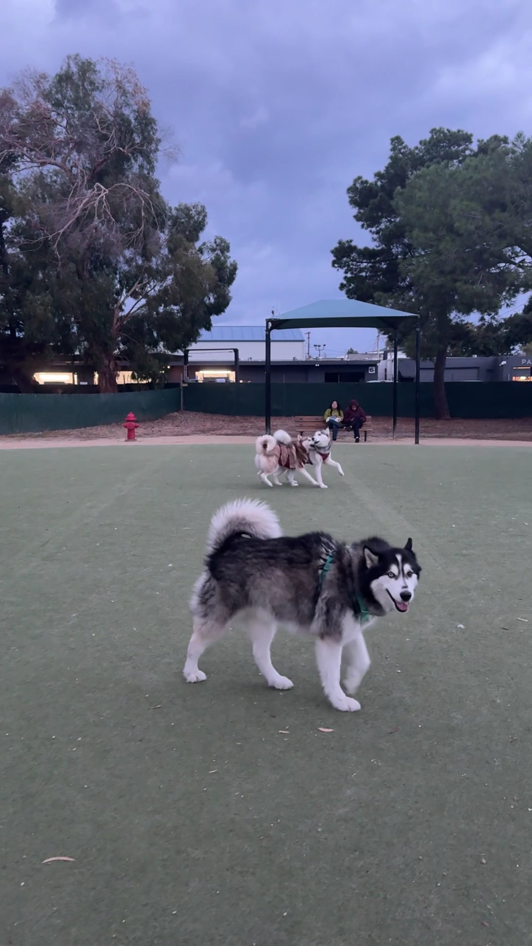 Dog Park | Los Gatos Creek - Campbell, CA