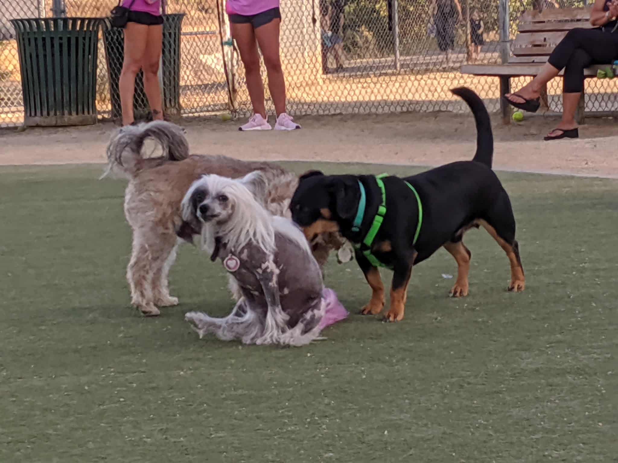 Dog Park | Los Gatos Creek - Campbell, CA