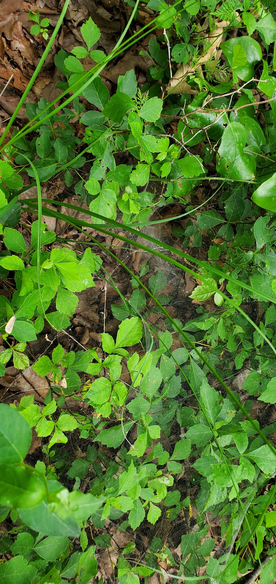 Carlton Landing Nature Trails - Canadian, OK