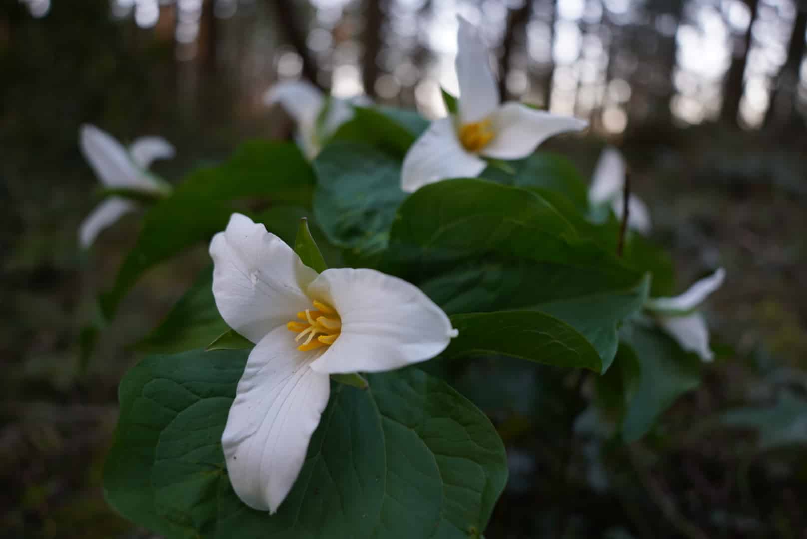 Eco Park - Canby, OR