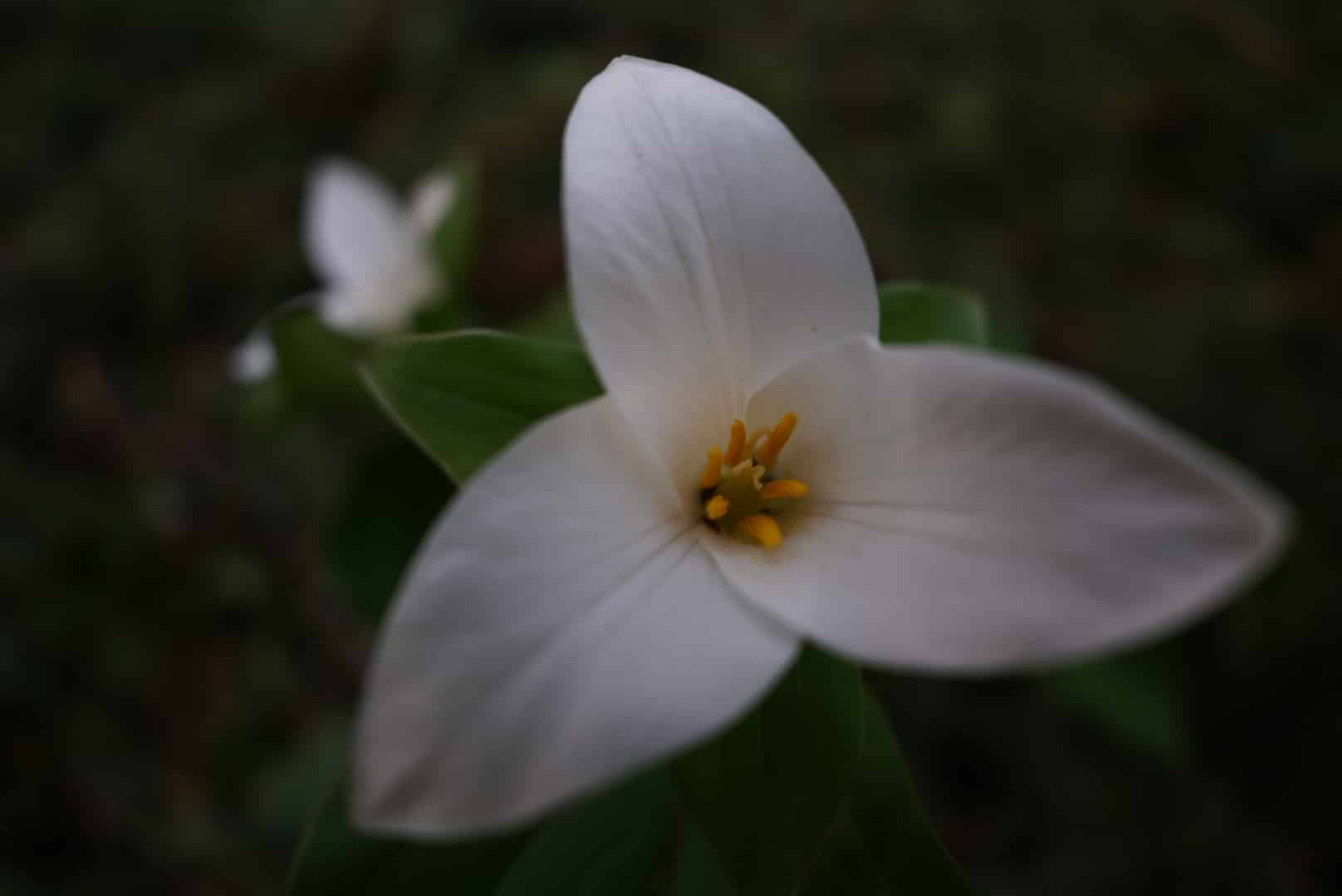 Eco Park - Canby, OR