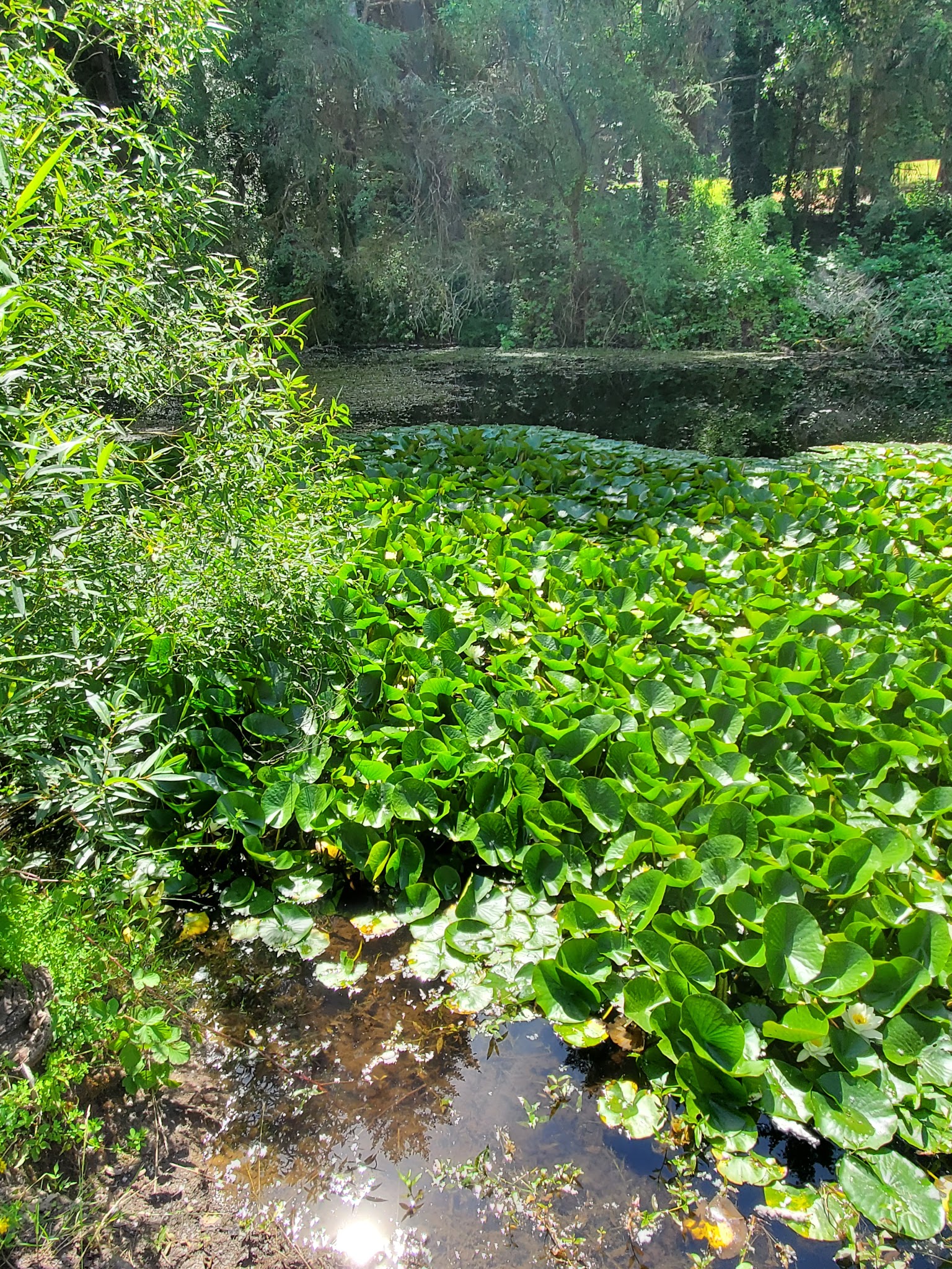 Boat Ramp, Molalla River State Park - Canby, OR