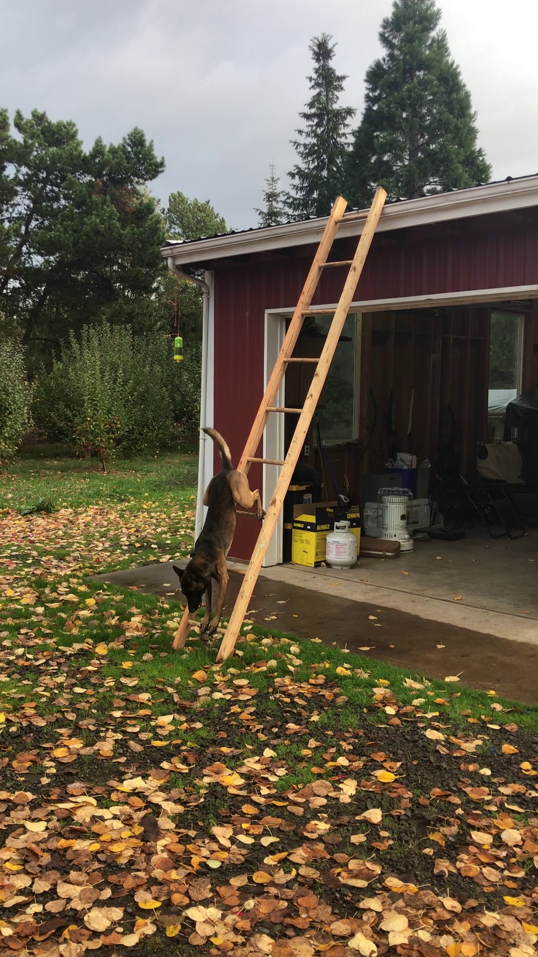 Huffman K9 Obedience - Canby, OR