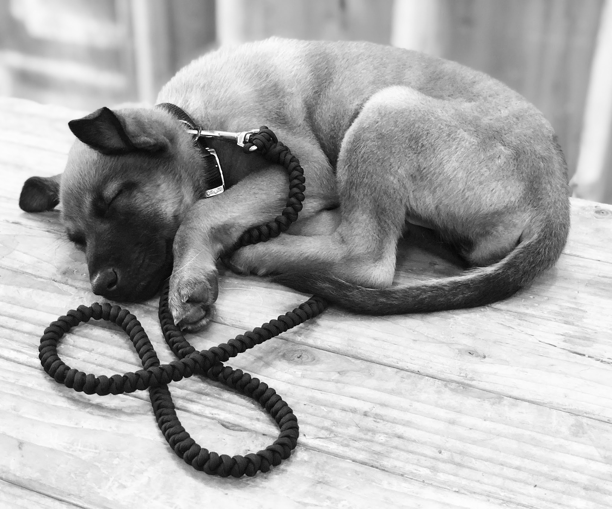 Huffman K9 Obedience - Canby, OR