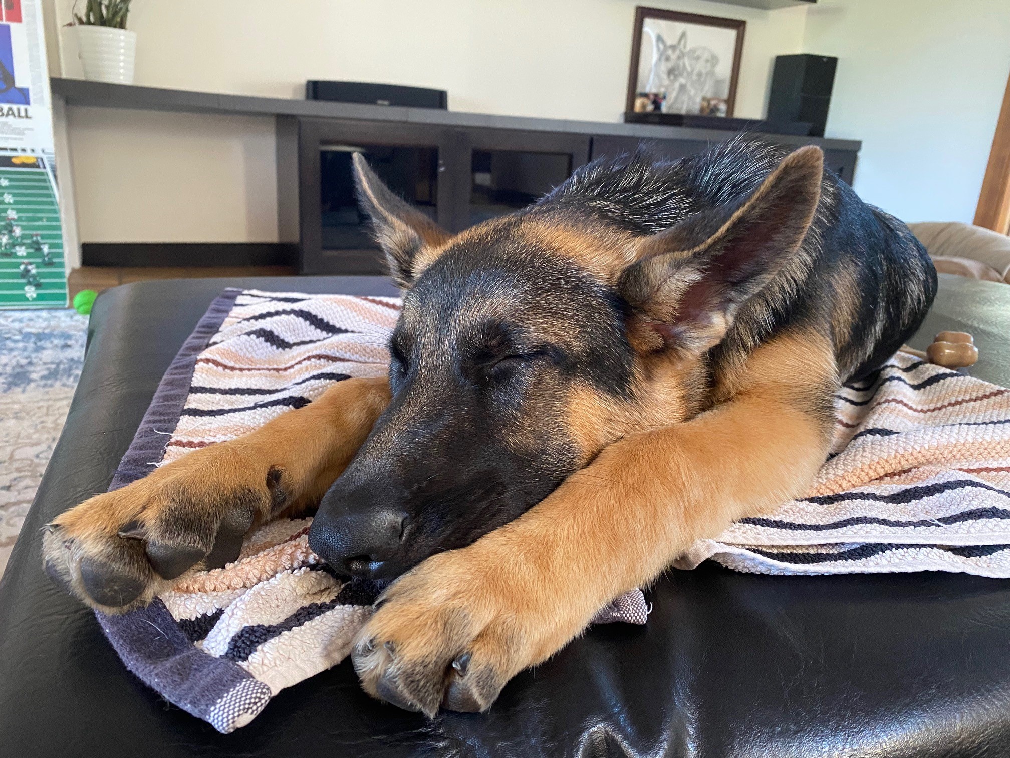 Huffman K9 Obedience - Canby, OR