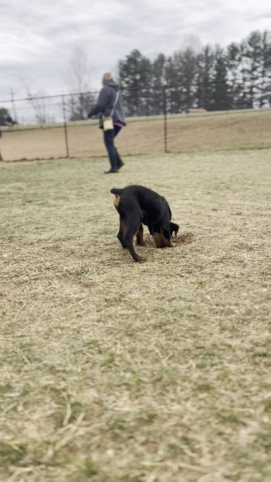 Buncombe County Dog Park - Candler, NC