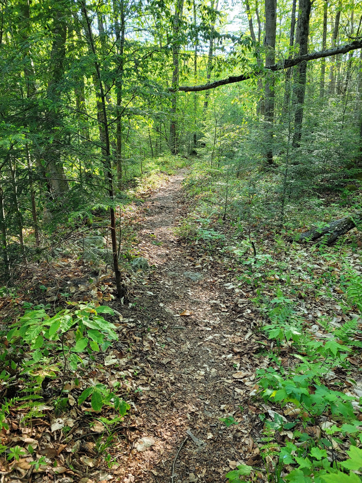 Old Loggers Path - Canton, PA