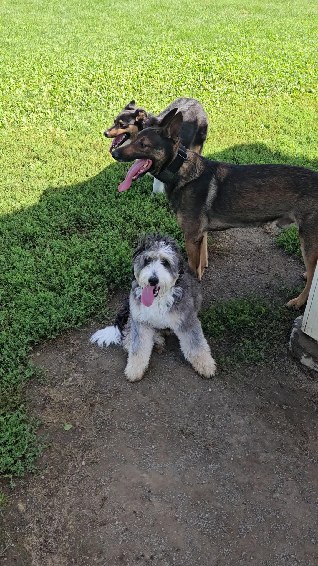 Canton Dog Park - Canton Township, MI