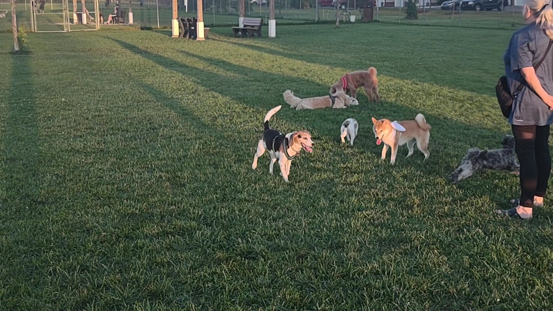 Canton Dog Park - Canton Township, MI