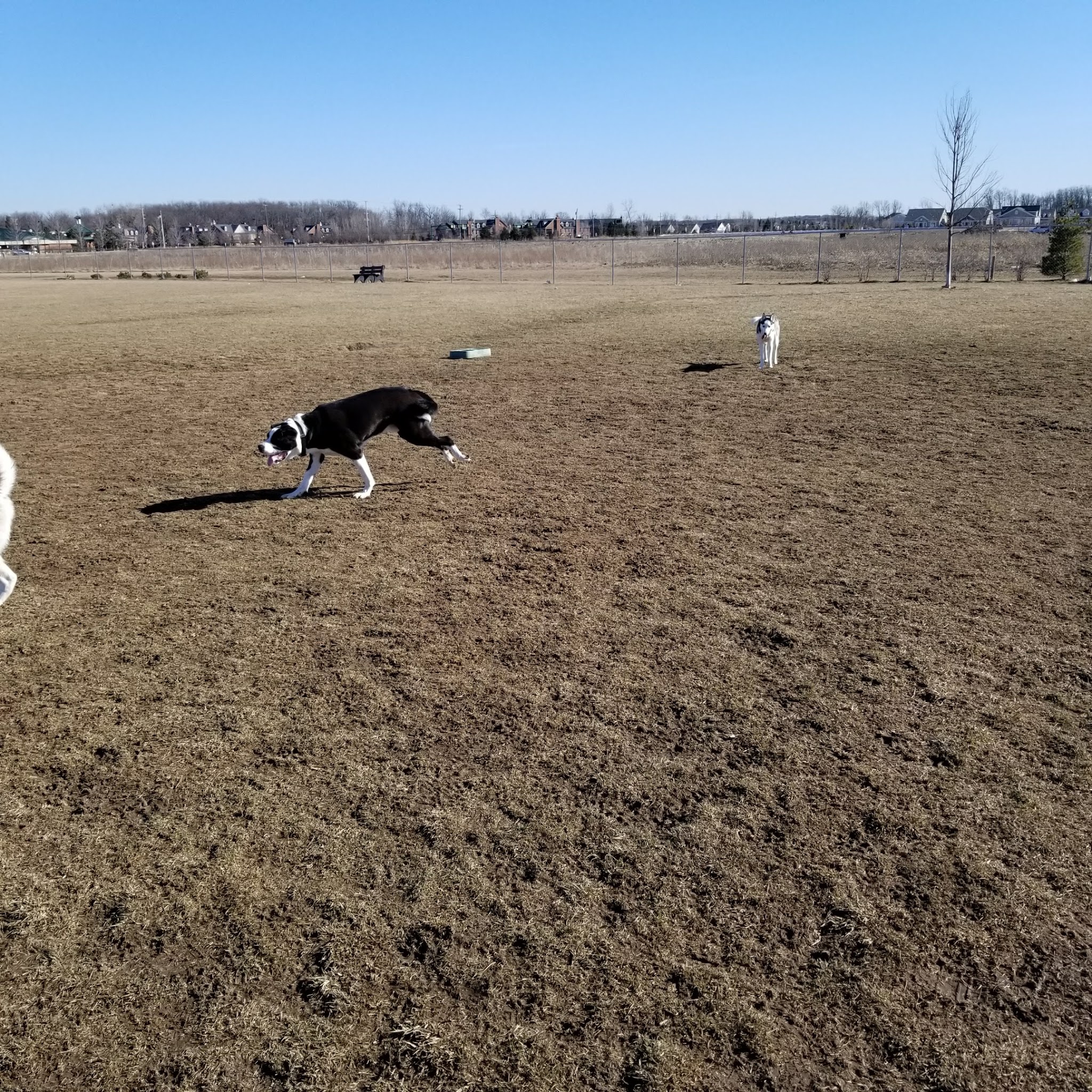 Canton Dog Park - Canton Township, MI