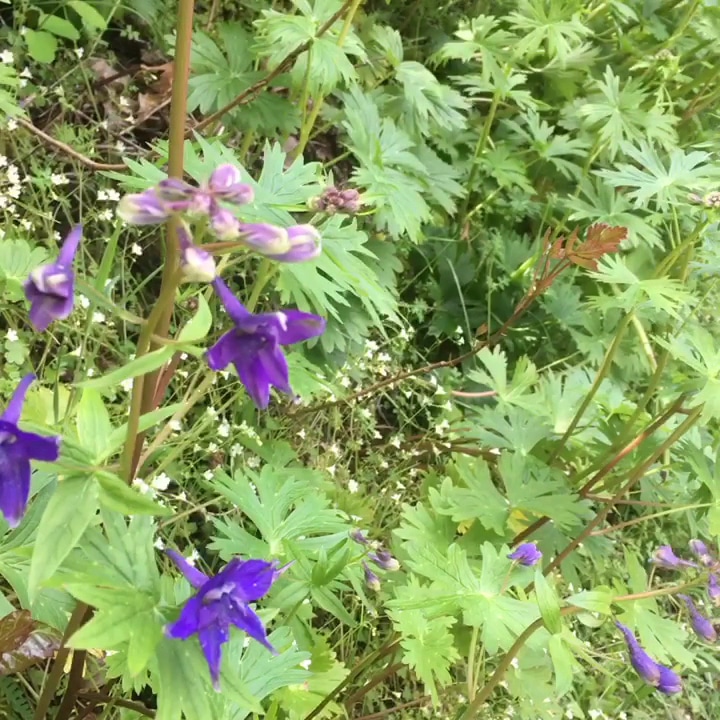 Pickett Park - Canyonville, OR