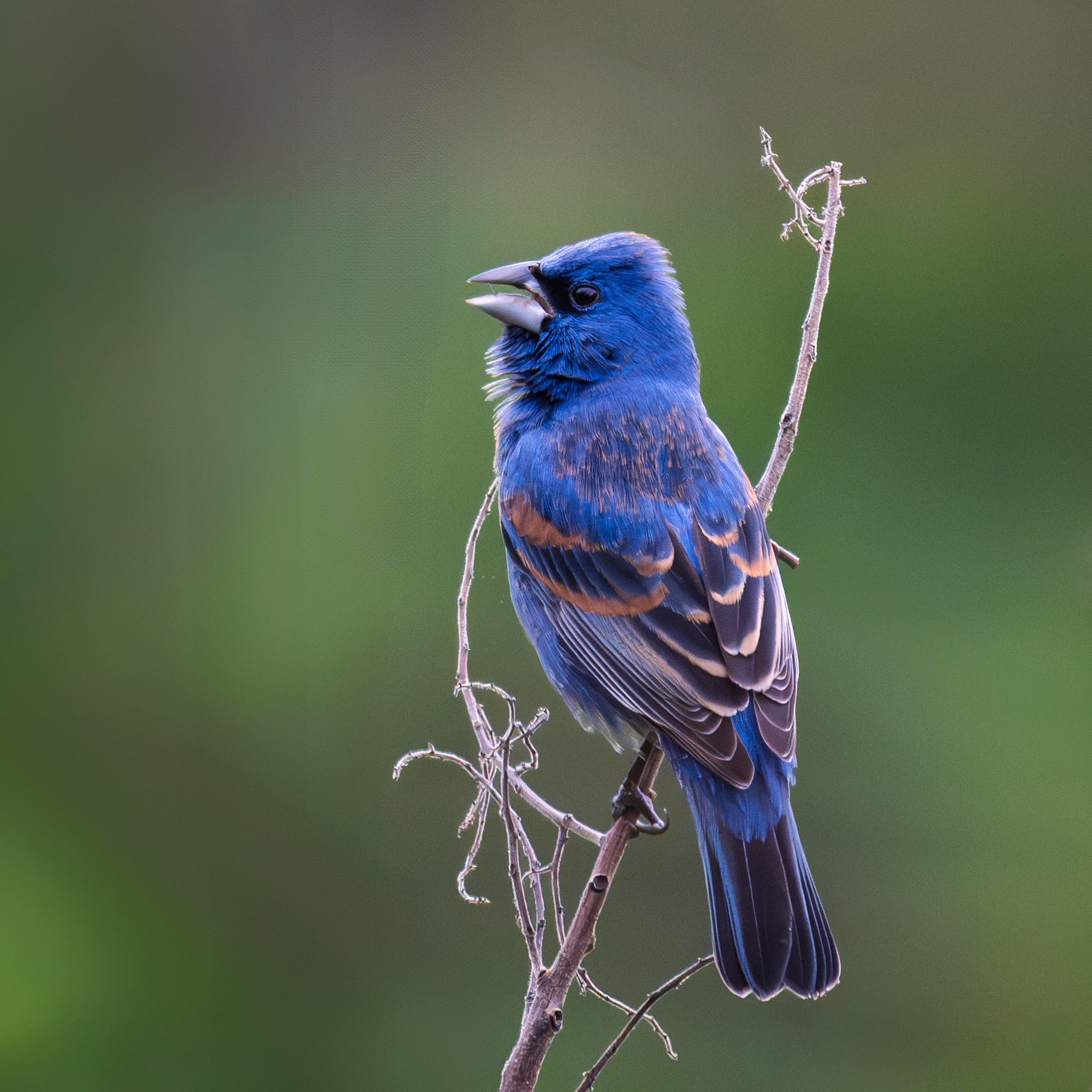 Edward S. Brinkley Nature Preserve - Cape Charles, VA