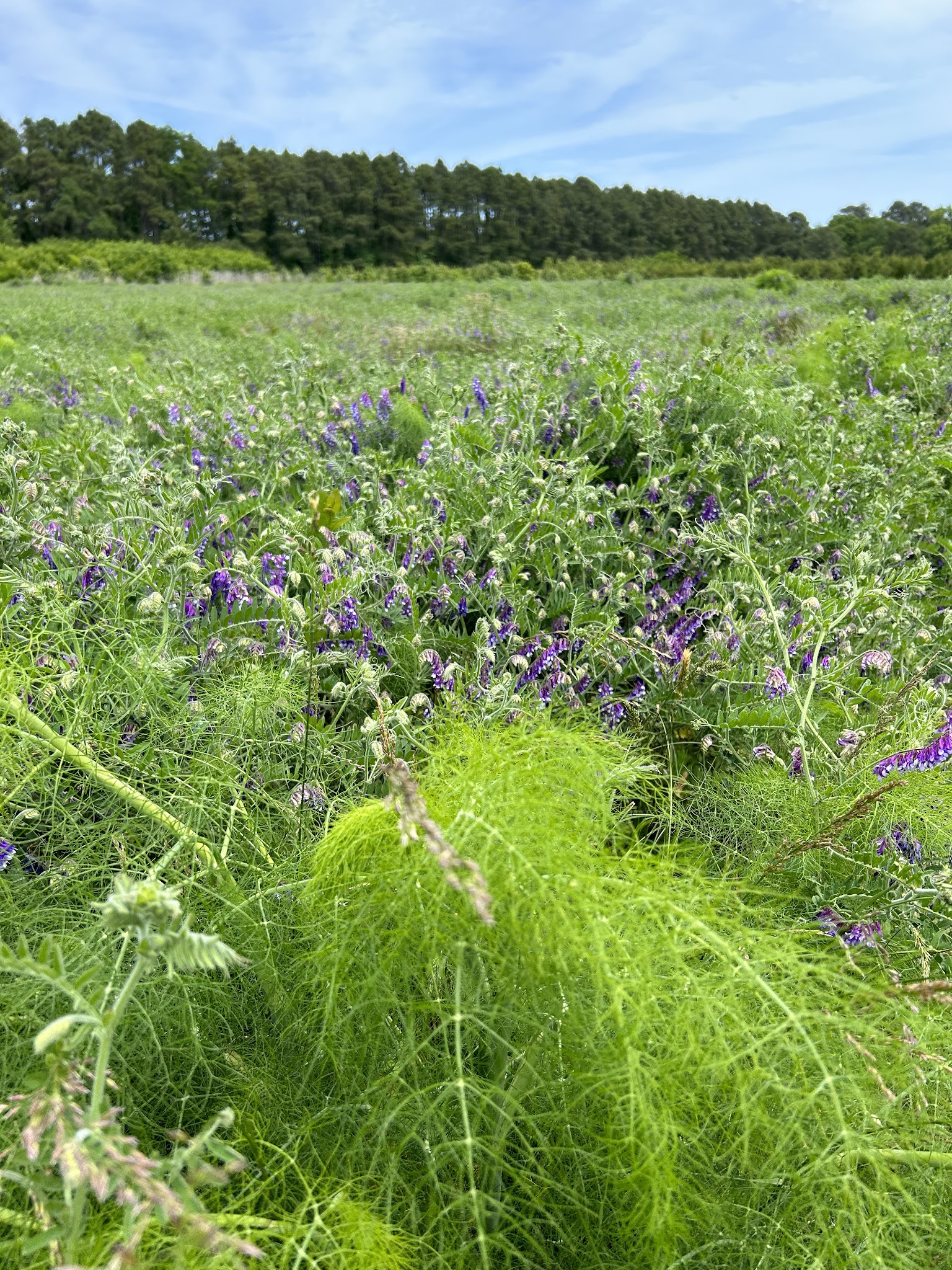Edward S. Brinkley Nature Preserve - Cape Charles, VA