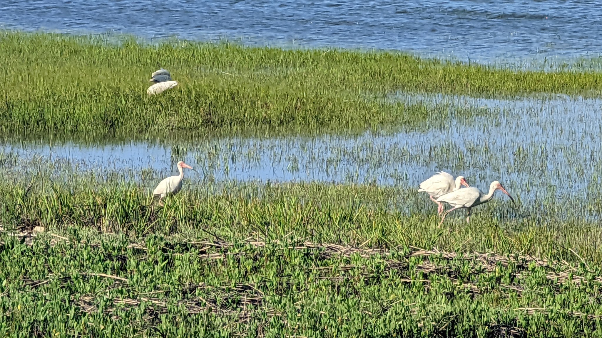 Oyster Village Horse Island Trail - Cape Charles, VA