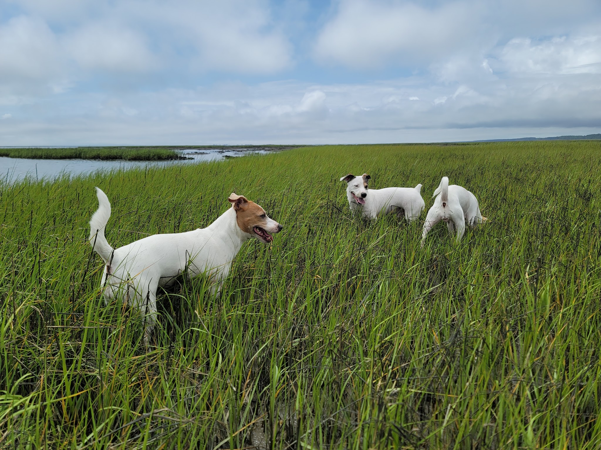 Oyster Village Horse Island Trail - Cape Charles, VA