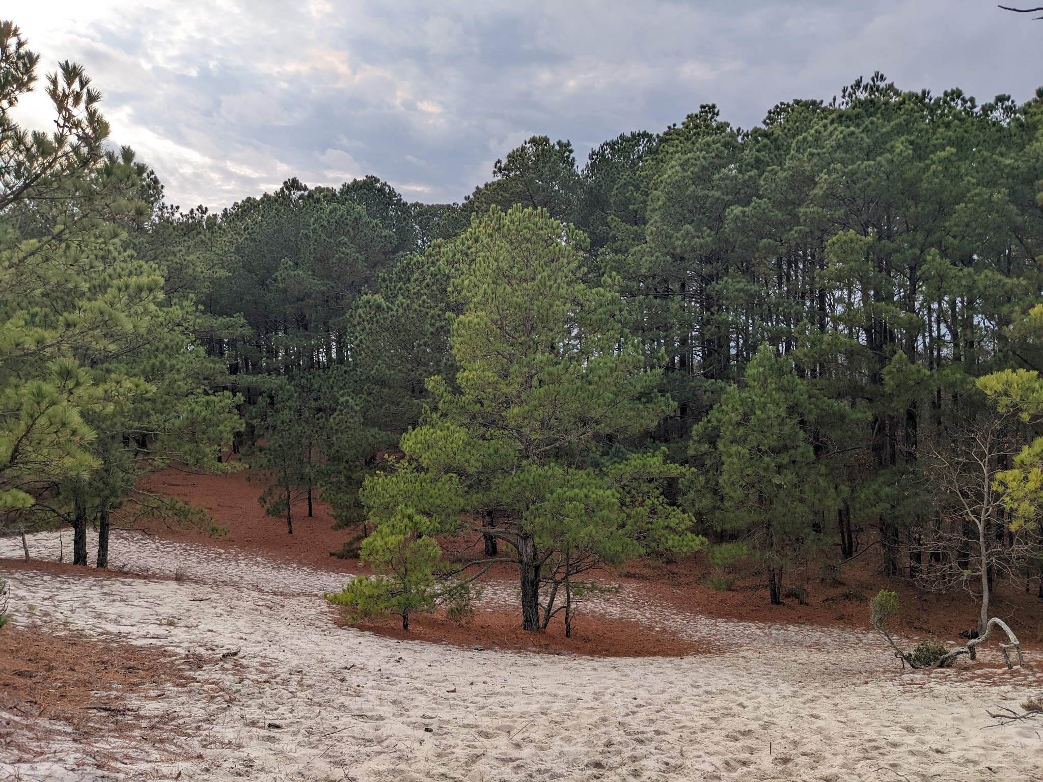 Savage Neck Dunes Natural Area Preserve - Cape Charles, VA