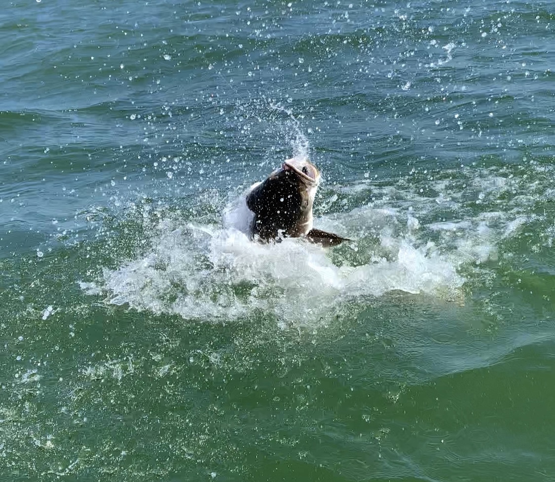 Top Dog Charters - Cape Charles, VA