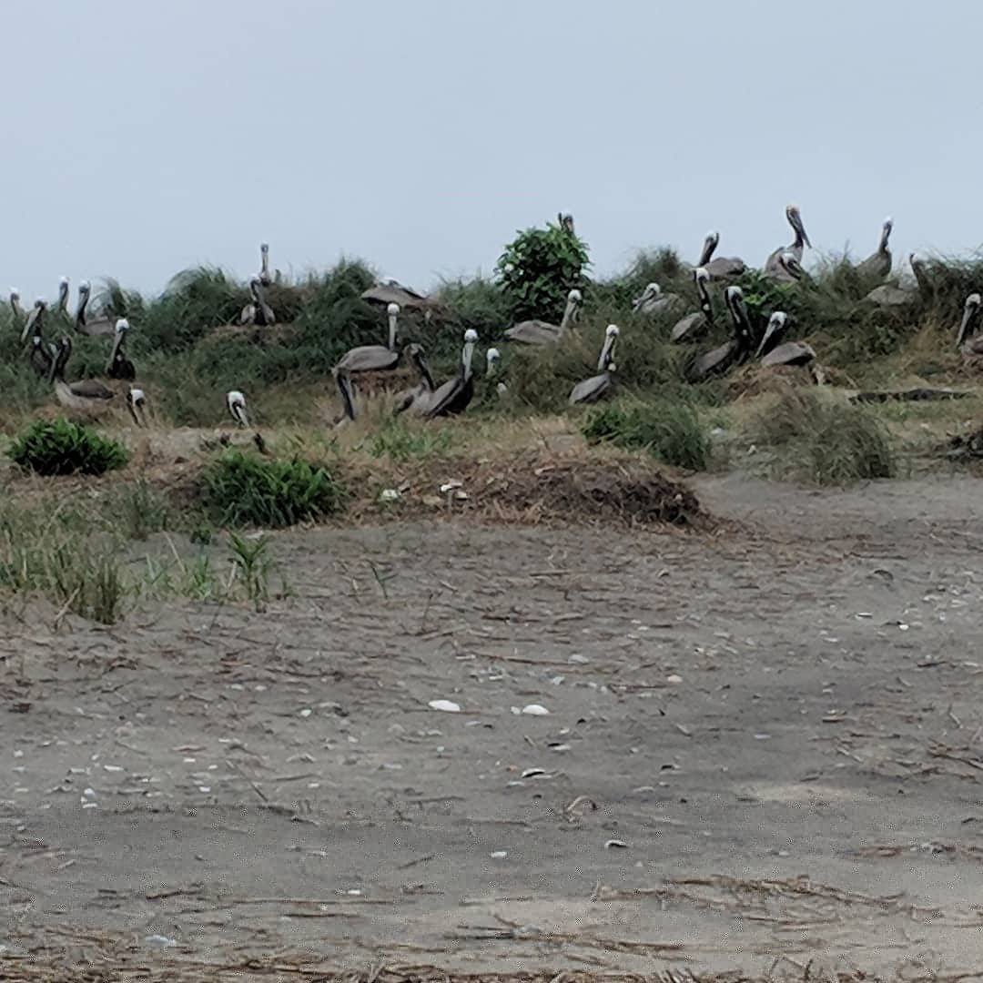 Wreck Island Natural Area Preserve - Cape Charles, VA