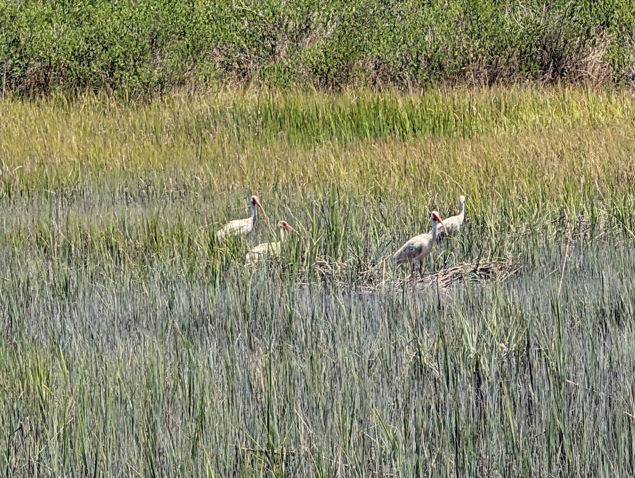 Wreck Island Natural Area Preserve - Cape Charles, VA