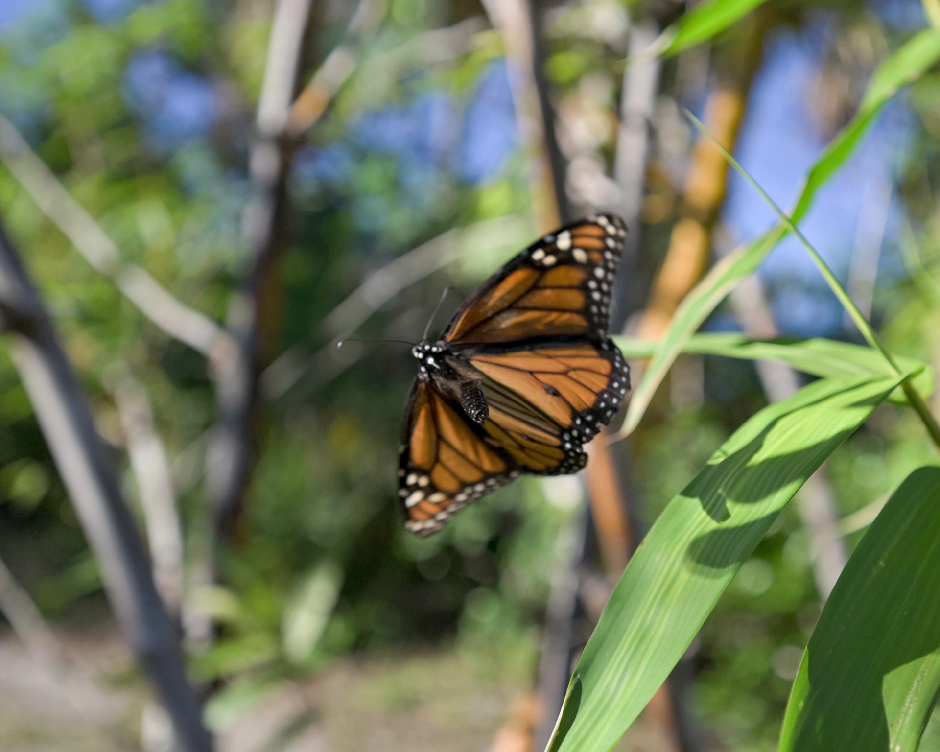 Rotary Park - Cape Coral, FL
