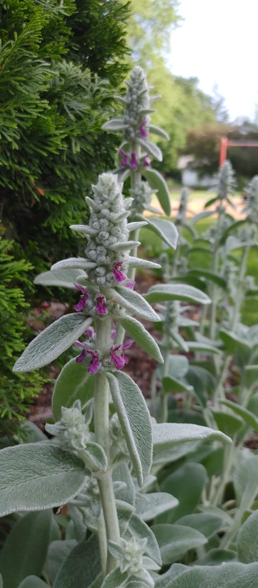 Carlock City Park - Carlock, IL