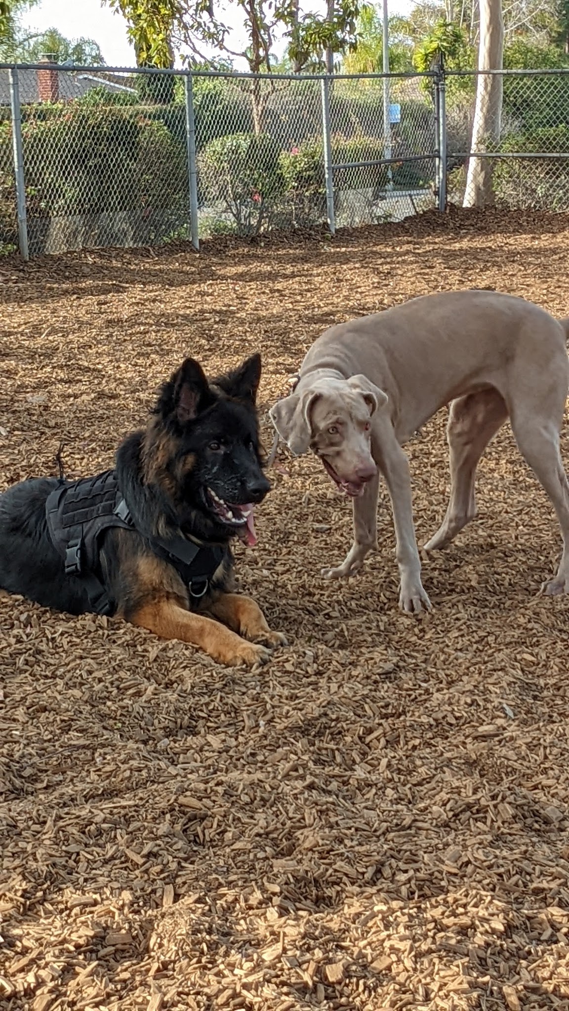 Dog Park - Carlsbad, CA