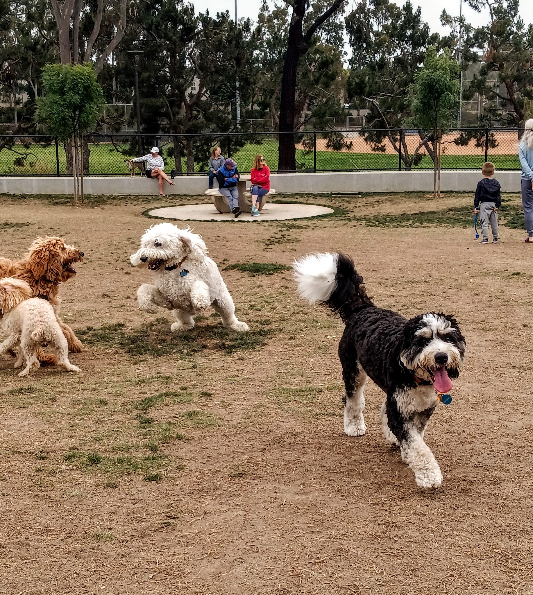 Poinsettia Dog Park - Carlsbad, CA